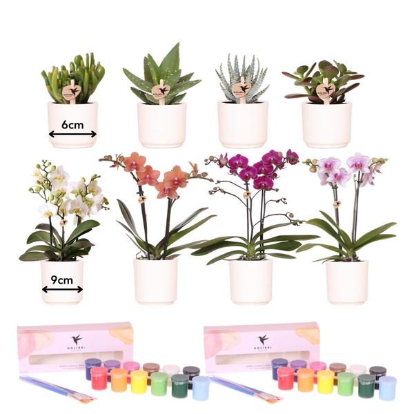 Malset Blumentöpfe bemalen mit Orchideen & Sukkulenten – DIY Kreativset für mindestens 4 Personen – Inklusive 8 weiße Töpfe, 4 Orchideen, 4 Sukkulenten, 24 Farben & 8 Pinsel – Bastelset für Kinder & Erwachsene 