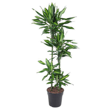 Drachenbaum – Dracaena Cintho 150cm – Ø27cm – Zimmerpflanze mit grünen Blättern & hellgrünem Rand – Tropische pflegeleichte Dekopflanze für Wohnzimmer, Büro & Wintergarten 