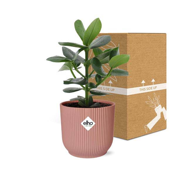 Balsamapfel Clusia Princess – Autogrammbaum – Zimmerpflanze inkl. Ziertopf Vibes Fold Rosa Ø14cm – Dekorative Grünpflanze mit dicken Blättern – Pflegeleicht & luftreinigend – Für Wohnzimmer & Büro 