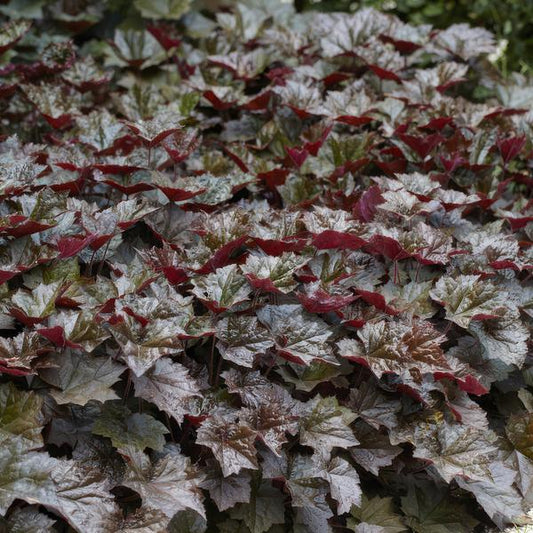 Heuchera 'Palace Purple' – Rotblättriges Silberglöckchen – Staude für Schatten & Beete – ↕10-25cm – Ø9cm – 6 Pflanzen – Pflegeleicht & bienenfreundlich – Für Garten & Pflanzgefäße 