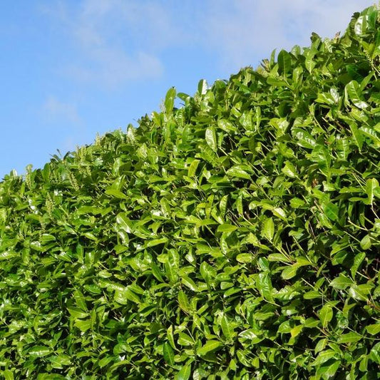 Kirschlorbeer Rotundifolia – 20 Pflanzen für 10 Meter Hecke – Immergrüne Lorbeerkirsche 125–150cm – Schnellwachsend & dicht – Perfekt als Sichtschutzhecke 