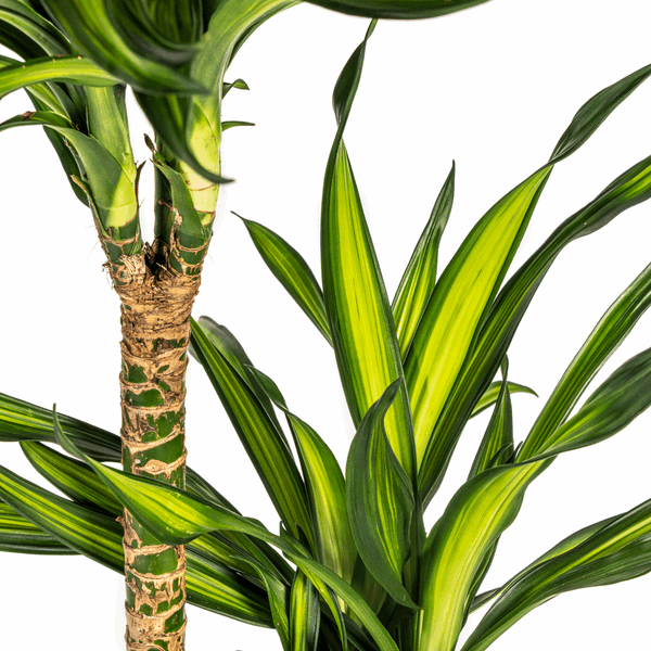 Dracaena Deremensis Rikki - Drachenbaum - Zimmerpflanze - Ø24cm - ↕130-150cm 