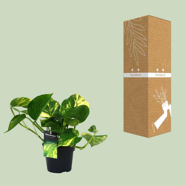 Efeutute - Scindapsus Epipremnum Aureum - Zimmerpflanze - Ø12cm - ↕25cm 
