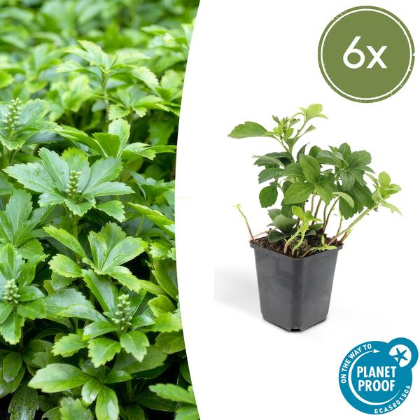 Pachysandra terminalis 'Green Carpet' – 6 Pflanzen – Schattengrün – Immergrüner Bodendecker – Weiße Blüten – Halbschatten – Pflegeleicht – Gartenpflanze 