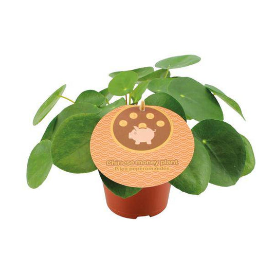 Chinesischer Geldbaum - Pilea Peperomioides - Zimmerpflanze - Ø12cm - ↕20cm 