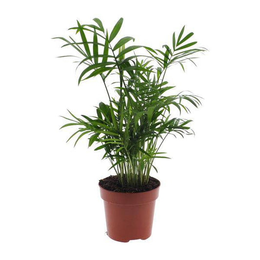 Mexikanische Bergpalme – Chamaedorea Elegans – Ø12cm x H40cm – Pflegeleichte Zwergpalme für Innenräume – Für Halbschatten – Luftreinigende Zimmerpflanze 