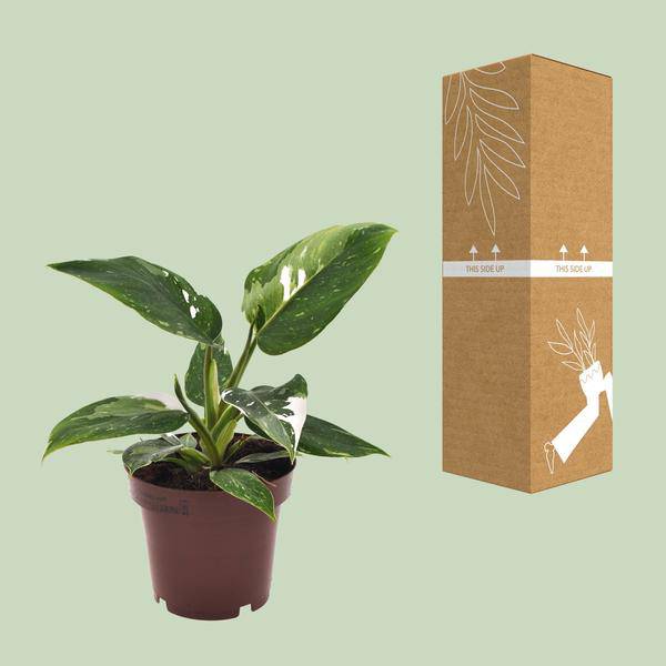 Baumfreund - Philodendron White Princess - Zimmerpflanze - Ø12cm - ↕25cm 
