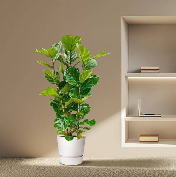 Feigenbaum – Ficus Lyrata Strauch – ca. 165cm hoch – Ø30cm – Geigenfeige als dekorative Zimmerpflanze – XXL Grünpflanze mit großen Blättern – Für Wohnzimmer, Wintergarten & Büro 
