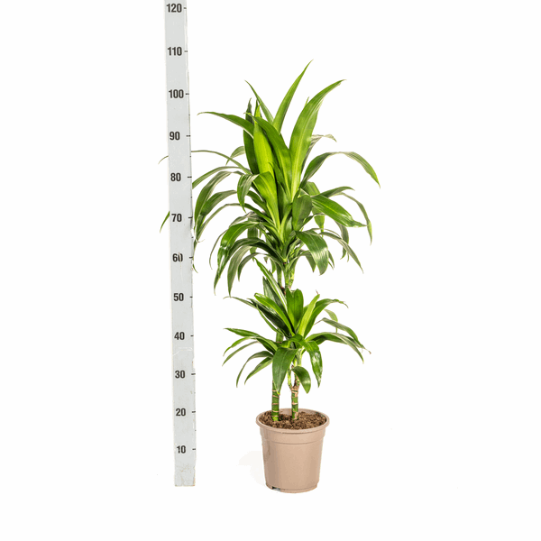 Dracaena Deremensis Lisa – Drachenbaum – Ø19cm – ↕70-90cm – Elegante Zimmerpflanze mit dunkelgrünen Blättern – Pflegeleicht & luftreinigend 