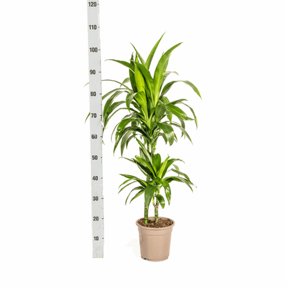 Dracaena Deremensis Lisa – Drachenbaum – Ø19cm – ↕70-90cm – Elegante Zimmerpflanze mit dunkelgrünen Blättern – Pflegeleicht & luftreinigend 