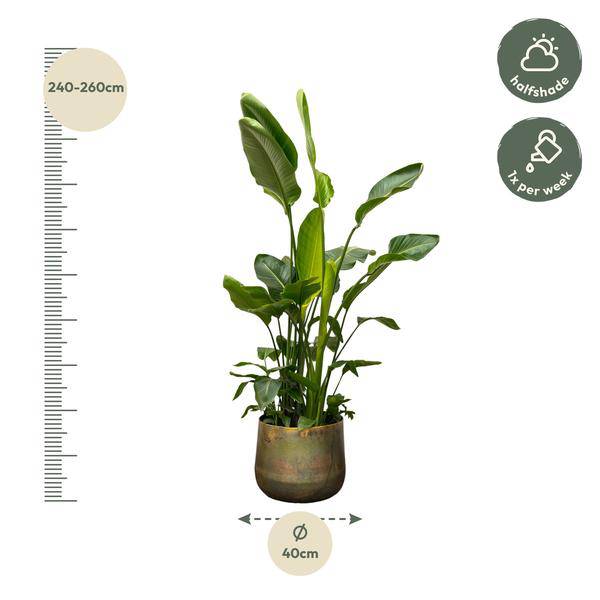 Strelitzia Nicolai – Baumstrelitzie – Zimmerpflanze 250cm – Ø40cm – Weißer Paradiesvogel mit großen grünen Blättern – Exotische tropische Kübelpflanze – Für helle Innenräume & geschützte Außenbereiche 
