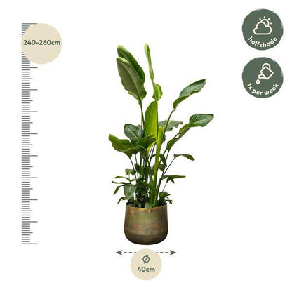 Strelitzia Nicolai – Baumstrelitzie – Zimmerpflanze 250cm – Ø40cm – Weißer Paradiesvogel mit großen grünen Blättern – Exotische tropische Kübelpflanze – Für helle Innenräume & geschützte Außenbereiche 