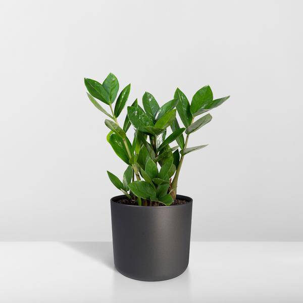 Glücksfeder - Zamioculcas - Zimmerpflanze - Ø12cm - ↕35cm 