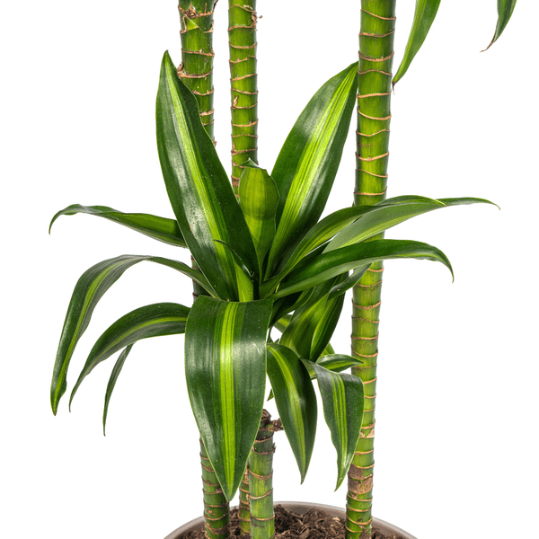 Drachenbaum Dracaena Deremensis Hawaiian Sunshine – Zimmerpflanze – Ø27 cm Topf – Höhe 180 cm – Tropischer Look & pflegeleicht 