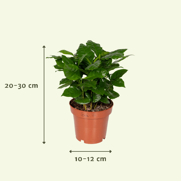 Überraschungsbox Zimmerpflanzen – 5 grüne Pflanzen Ø12cm , ca. 25cm hoch – Vielfältige Blatt- und Blütenpracht – Ideal für Zuhause & Büro 