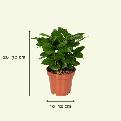 Überraschungsbox Zimmerpflanzen – 5 grüne Pflanzen Ø12cm , ca. 25cm hoch – Vielfältige Blatt- und Blütenpracht – Ideal für Zuhause & Büro 