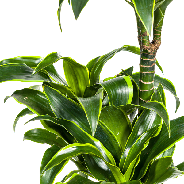 Dracaena Deremensis Dorado – Drachenbaum – Zimmerpflanze – Ø21cm – Höhe 100–120cm – Dunkelgrüne Blätter mit gelbem Rand – Pflegeleicht & dekorativ 