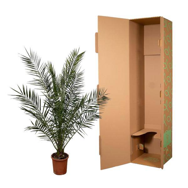 Phönix Canariensis – Kanarische Dattelpalme – Palme ca. 180cm hoch – Ø24cm – Exotische Zimmer- & Gartenpflanze 