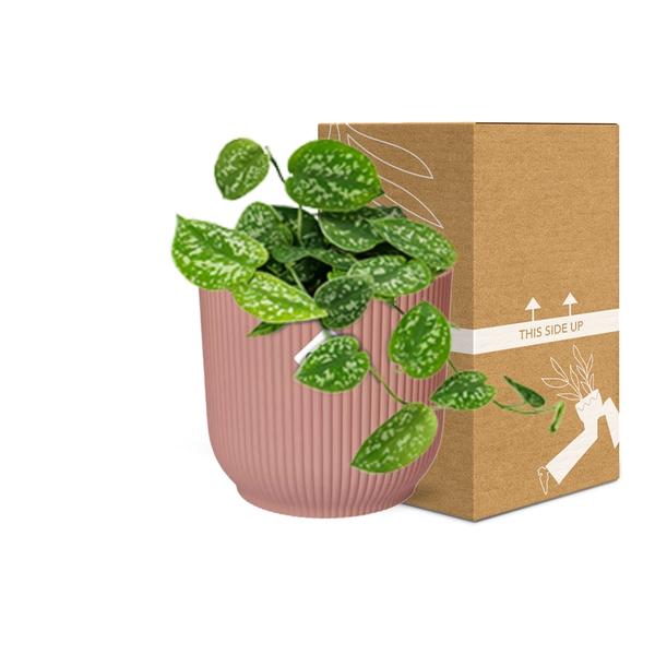 Efeutute - Scindapsus Pictus 'Argyraeus' - Zimmerpflanze + Topf Vibes Fold 14cm Rosa 