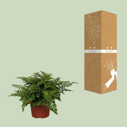 Nestfarn - Asplenium Parvati - Zimmerpflanze - Ø12cm - ↕25cm 