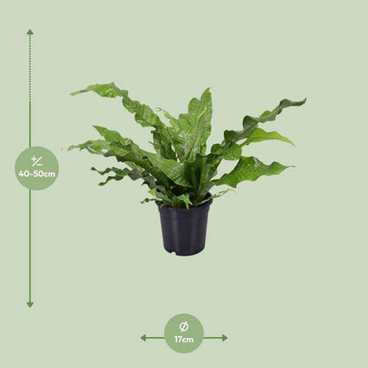 Känguru-Farn - Microsorum Diversifolium - Zimmerpflanze - Ø17cm - ↕45cm 