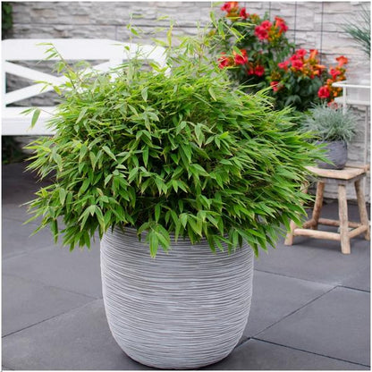 Fargesia murieliae Moontears Boobux – Bambus – immergrün & winterhart – nicht invasiv – Ø29cm – ↕70cm Höhe – ideal für Garten, Terrasse & Hecken 