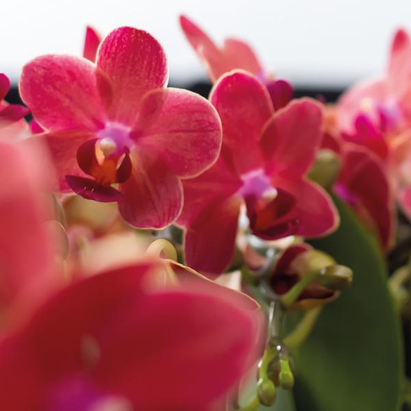 Rote Phalaenopsis Orchideen - Kongo - Topfgröße Ø9cm - blühende Zimmerpflanze - 2 Stück 