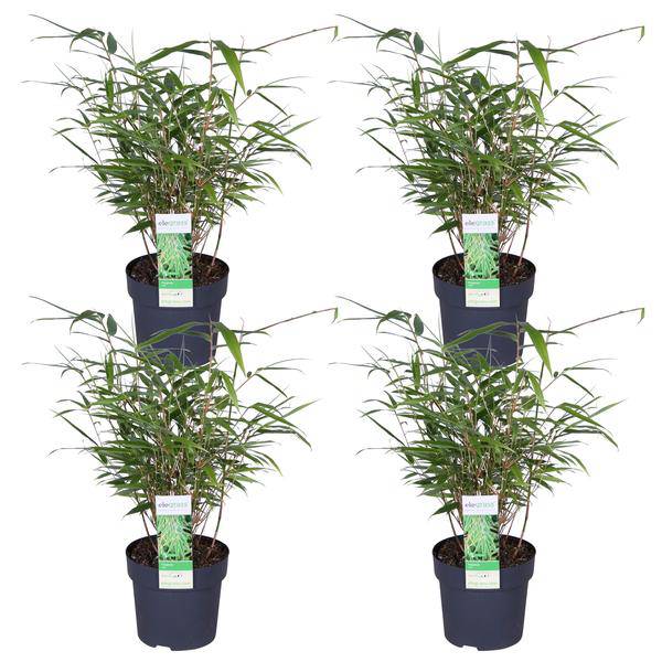 Schirmbambus Fargesia rufa – 4er-Set – ca. 40cm hoch Ø14cm – Kompakter, horstbildender Bambus – Winterhart & pflegeleicht – Für Garten, Balkon & Teichrand 