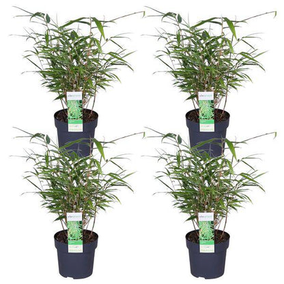 Schirmbambus Fargesia rufa – 4er-Set – ca. 40cm hoch Ø14cm – Kompakter, horstbildender Bambus – Winterhart & pflegeleicht – Für Garten, Balkon & Teichrand 