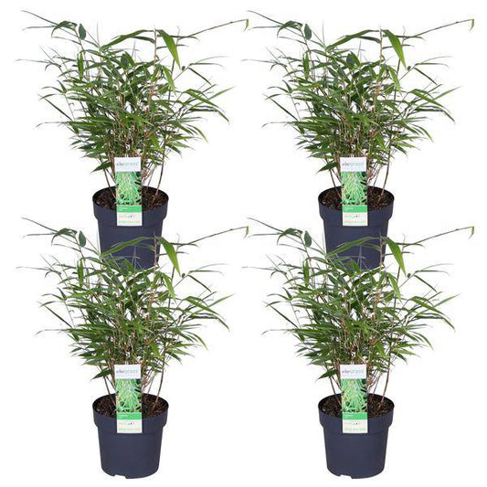 Schirmbambus Fargesia rufa – 4er-Set – ca. 40cm hoch Ø14cm – Kompakter, horstbildender Bambus – Winterhart & pflegeleicht – Für Garten, Balkon & Teichrand 