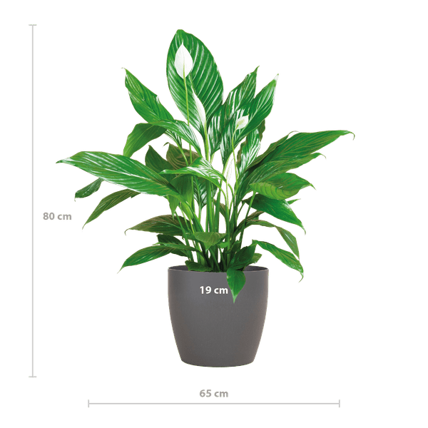 Spathiphyllum Sweet Lauretta – Scheidenblatt – Zimmerpflanze + Topf Viber Grau – ↕80cm – Ø21cm – Friedenslilie mit eleganten weißen Blüten – Pflegeleicht & dekorativ für Innenräume 
