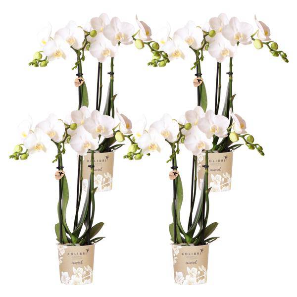 Phalaenopsis Orchideen Amabilis Weiß – Ø9cm – Zimmerpflanze – 4 Orchideen – edle weiße Multiflora Orchideen mit 2–3 Zweigen 