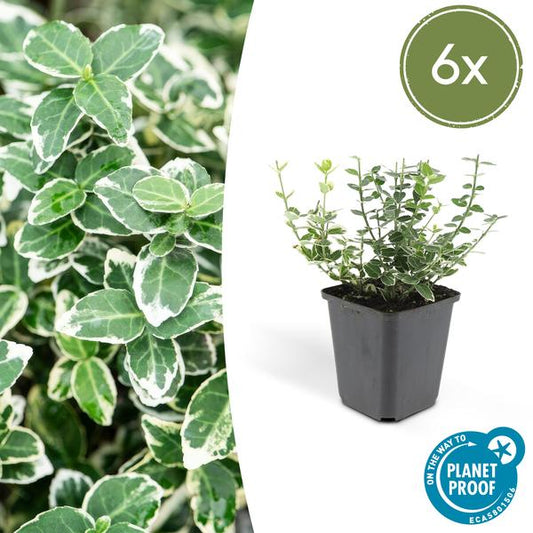Kletter-Spindelstrauch Euonymus fortunei 'Emerald 'n Gaiety' – 6 Pflanzen – ↕10-25cm – Ø9cm – Winterhart & pflegeleicht – Bodendecker, Hecke & Solitär 