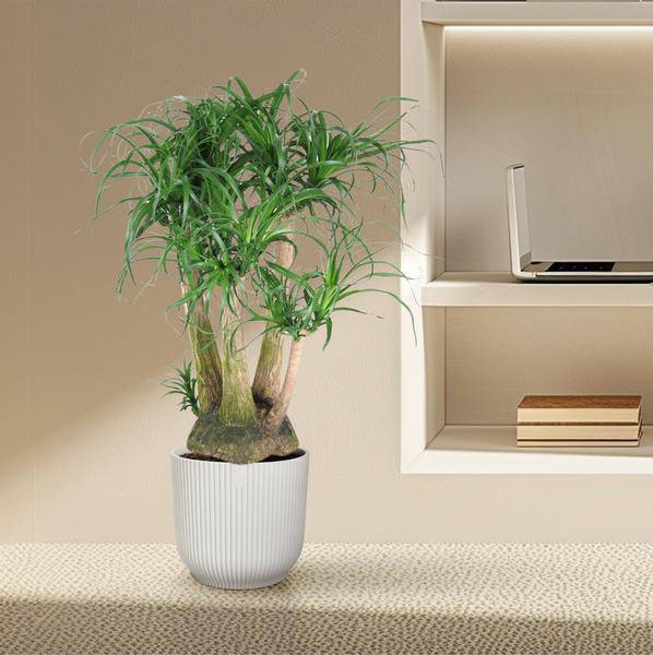 Beaucarnea – Klumpstamm 110cm – Ø41cm – Zimmerpflanze mit exotischem Look – Elefantenfuß mit dickem Stamm & langen Blättern – Pflegeleichte Grünpflanze für Wohnzimmer, Büro & Wintergarten 