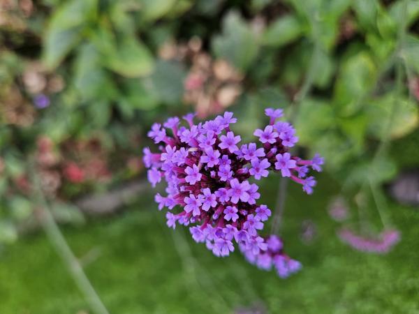 Verbena bonariensis – 6 Pflanzen – Patagonisches Eisenkraut – Lila Blüten – Schmetterlings- & Bienenfreundlich – Pflegeleicht & Winterhart 