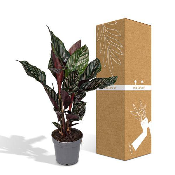 Korbmarante Calathea Ornata – Zimmerpflanze Ø14cm – ca. 50cm hoch – Exotische Blattzeichnung – Pflegeleichte Zimmerpflanze für Zuhause & Büro 