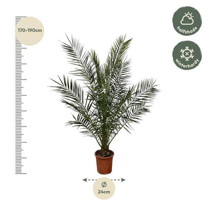 Phönix Canariensis – Kanarische Dattelpalme – Palme ca. 180cm hoch – Ø24cm – Exotische Zimmer- & Gartenpflanze 