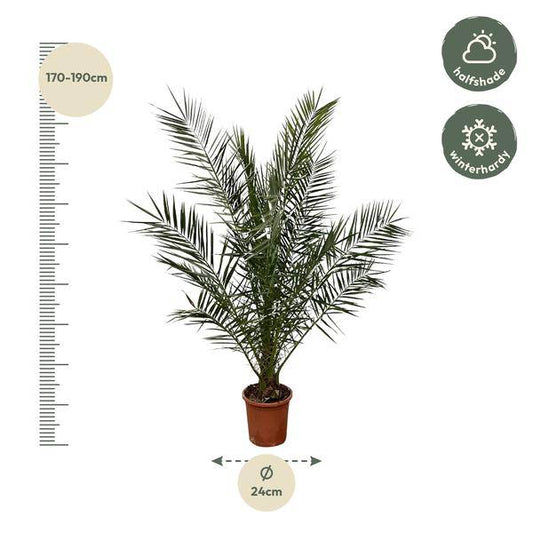 Phönix Canariensis – Kanarische Dattelpalme – Palme ca. 180cm hoch – Ø24cm – Exotische Zimmer- & Gartenpflanze 
