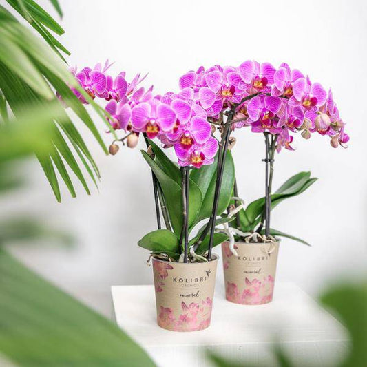 Phalaenopsis-Orchidee Mineral Vienna – Rosa – Ø9cm – Blühende Zimmerpflanze – 2-3 Zweige – Natürliche Farbpracht 