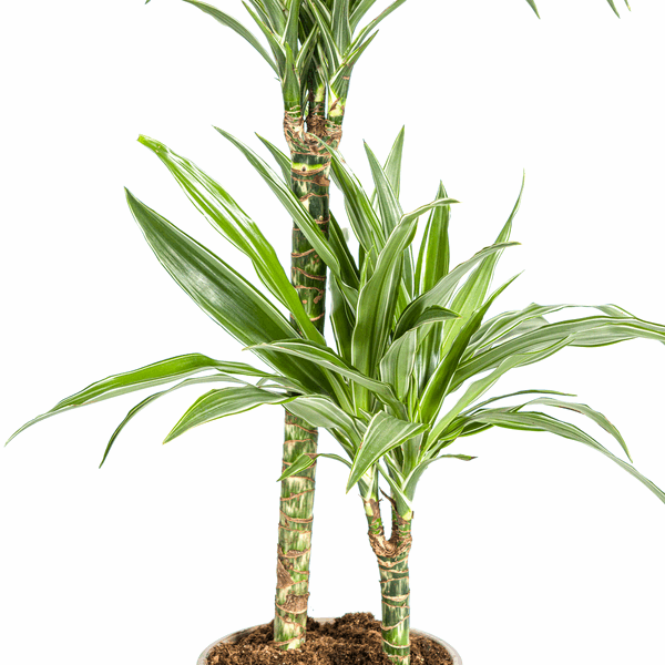 Dracaena Deremensis White Stripe – Drachenbaum – Ø19cm – ↕70-90cm – Elegante Zimmerpflanze mit weißen Blattstreifen – Pflegeleicht & luftreinigend 