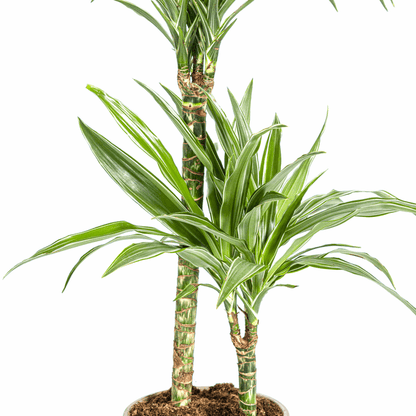 Dracaena Deremensis White Stripe – Drachenbaum – Ø19cm – ↕70-90cm – Elegante Zimmerpflanze mit weißen Blattstreifen – Pflegeleicht & luftreinigend 