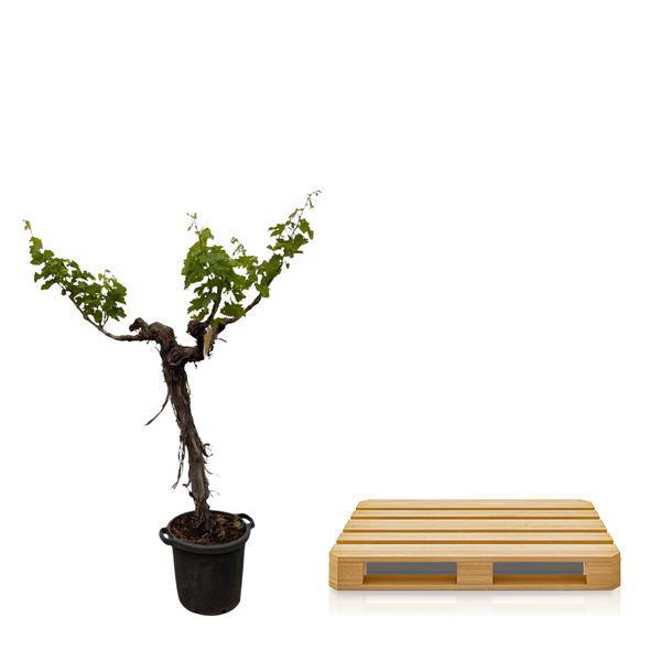 Weintraube – Vitis Vinifera – Weinrebe 220cm – Ø55cm – Verzweigter Stamm mit üppigem Blattwerk – Exklusive Kübelpflanze für Garten, Terrasse & Balkon – Essbare Trauben 