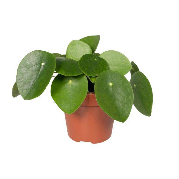 Chinesischer Geldbaum – Pilea Peperomiodes (Aluminium-Pflanze) – Zimmerpflanze – Ø12 cm – 20 cm hoch – Halbschatten – Luftreinigend – Pflegeleicht 