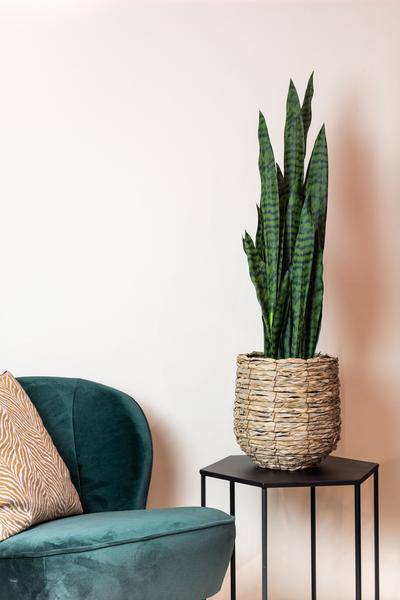 Kunstpflanze - Sanseveria schwarze Koralle - Frauernzunge - 97 cm 