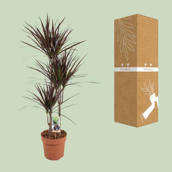 Drachenbaum - Dracaena Magenta - Zimmerpflanze - Ø21cm - ↕120cm 
