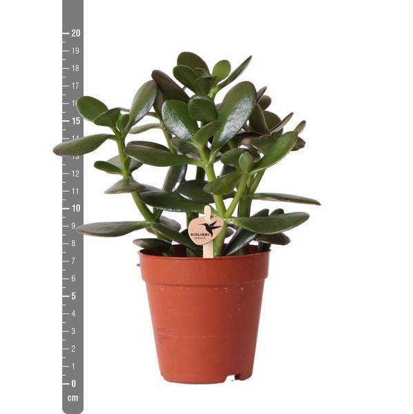 Sukkulente Crassula Ovata – Ø9cm – Robuste Zimmerpflanze mit glänzenden Blättern – Pflegeleicht & dekorativ – Für Wohnzimmer, Büro & Bad 