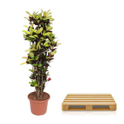 Wunderstrauch – Codiaeum Iceton Croton – Zimmerpflanze ca. 190cm Höhe – Ø45cm – dekorative Pflanze mit bunten Blättern für Wohnzimmer & Büro 