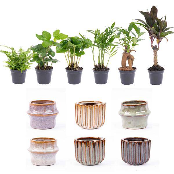 Zimmerpflanzen Set mit 6 Pflanzen + Keramik-Topfset Barcelona – kompakt & stilvoll – Hedera Helix, Farn, Coffea Arabica, Bergpalme, Ficus Ginseng Bonsai, Mini-Palme 