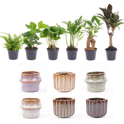 Zimmerpflanzen Set mit 6 Pflanzen + Keramik-Topfset Barcelona – kompakt & stilvoll – Hedera Helix, Farn, Coffea Arabica, Bergpalme, Ficus Ginseng Bonsai, Mini-Palme 