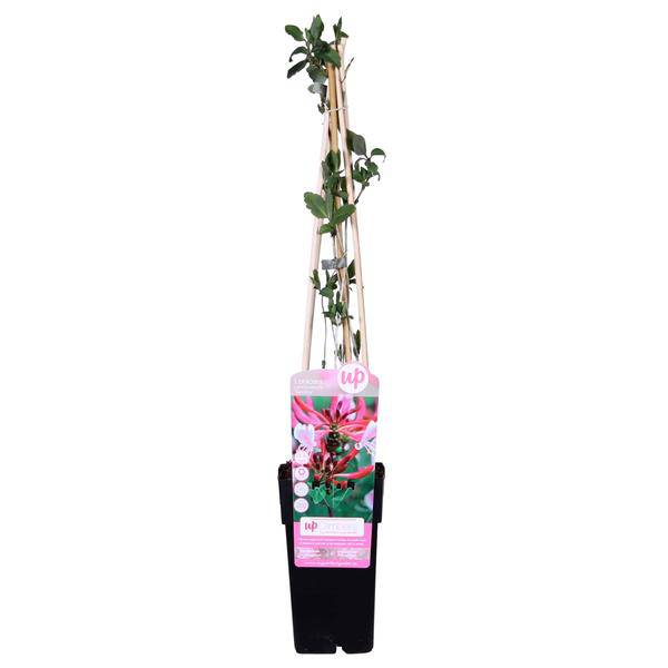 Wald Geißblatt - Lonicera periclymenum 'Serotina' - Ø15cm - ↕65cm 